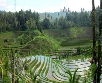 Belimbing - Landscape - Ricefields