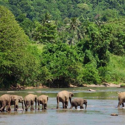 India-periyar-elephant