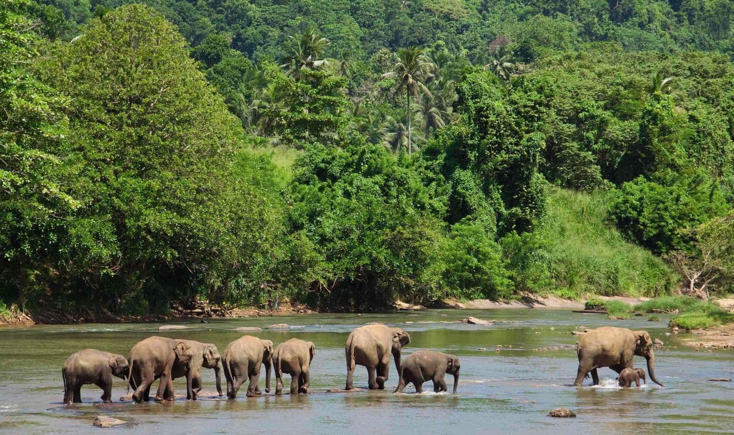 India-periyar-elephant