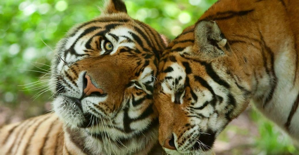 Wildlife-Tigers-Couple-Love-India