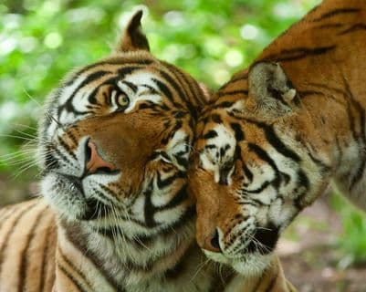 Wildlife-Tigers-Couple-Love-India