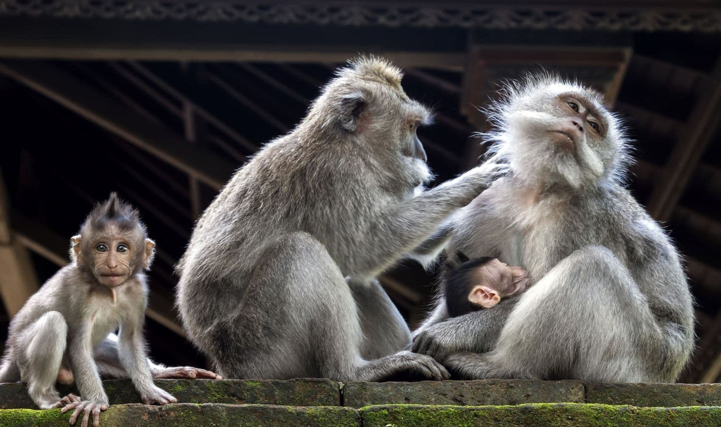 bali-mit-der-familie