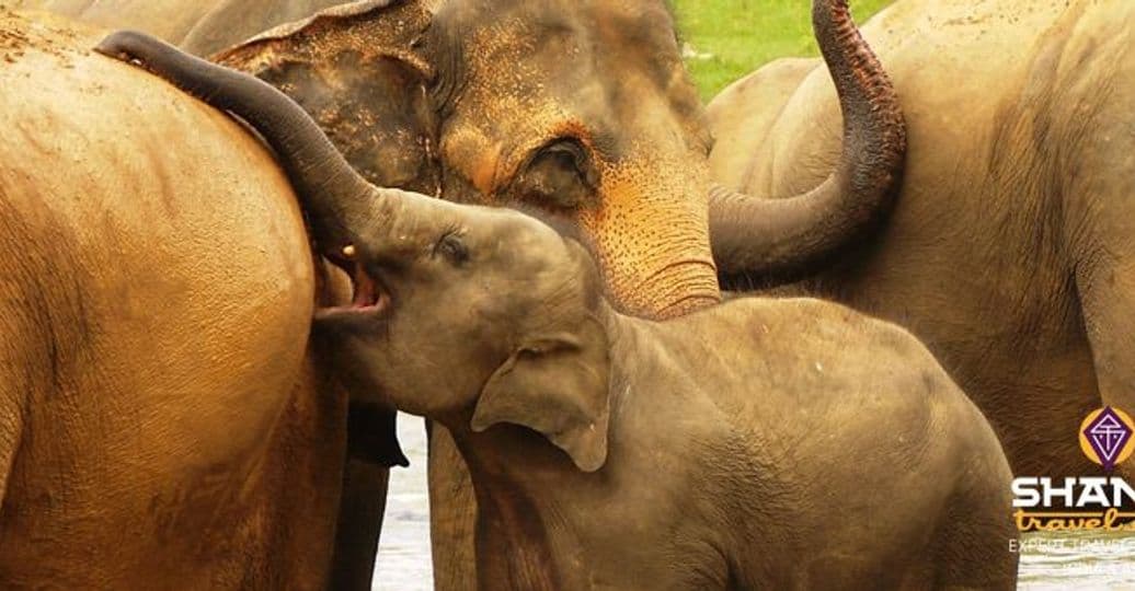 grand-rassemblement-des-elephants-au-sri-lanka.htm