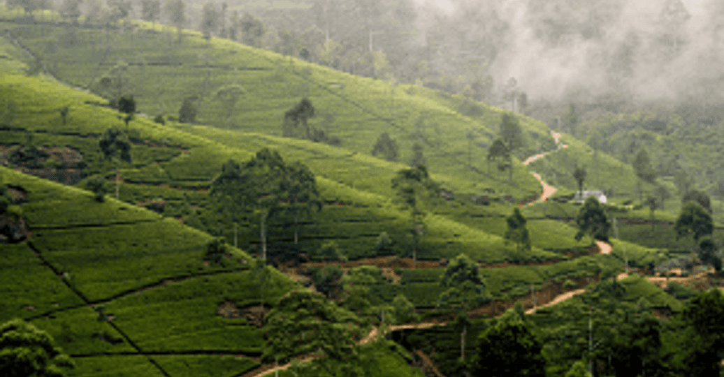 joy-ride-sri-lankas-tea-plantations.htm