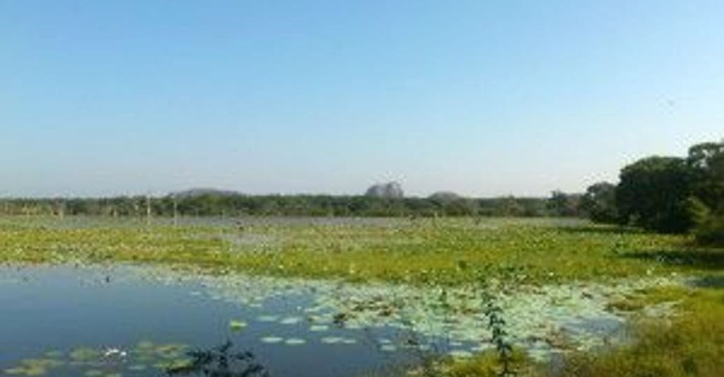 parc-national-yala-sri-lanka.htm