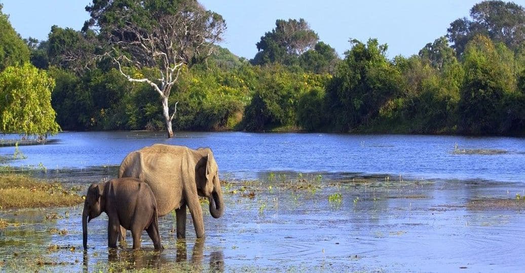 safari-sri-lanka.htm