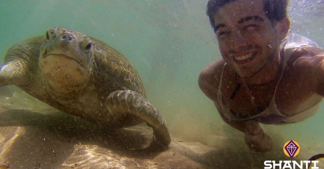 schwimmen-mit-schildkroten-in-sri-lanka.htm