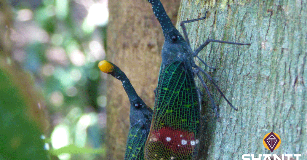 sumatra-trek-orangs-outans.htm