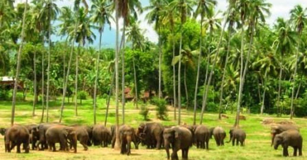 sri-lanka-nature-wildlife-tours.htm