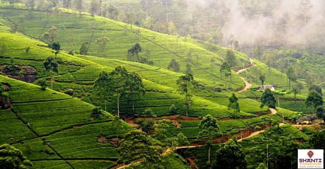 visit-nuwara-eliya-in-spring-bespoke-holiday-in-sri-lanka.htm