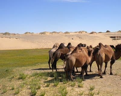 desert-gobi.htm