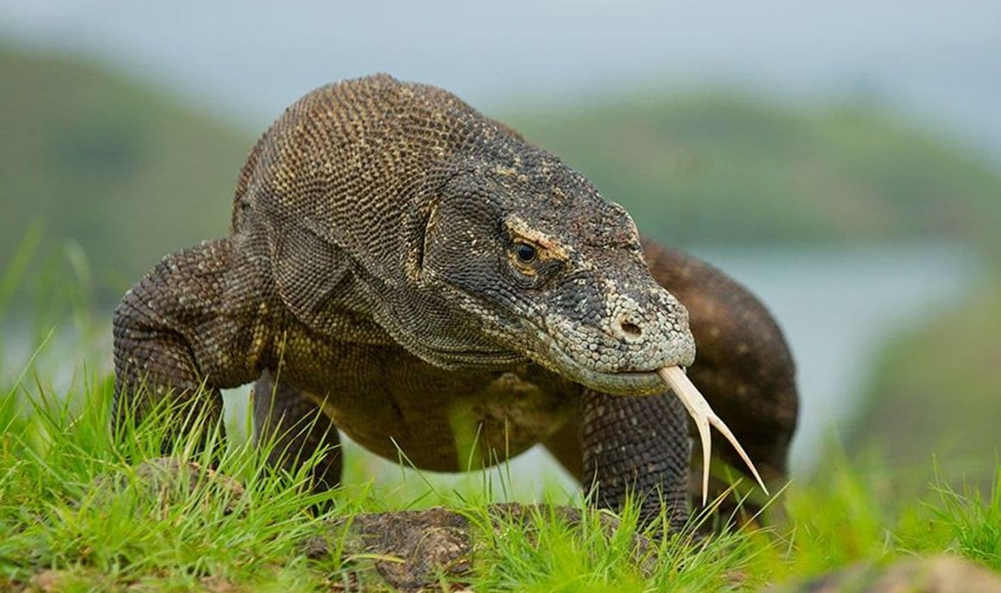 rice-fields-of-bali-to-komodo-dragons