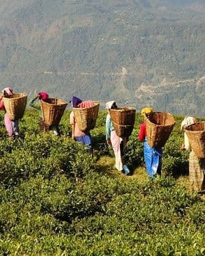 meet-small-tea-producers-in-darjeeling