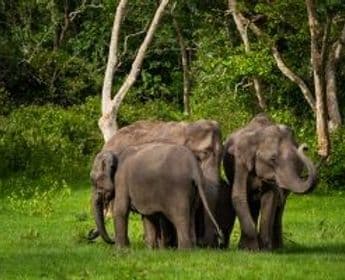 wildlife-coffee-karnataka