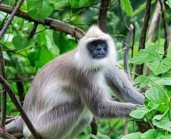 wildlife-coffee-karnataka