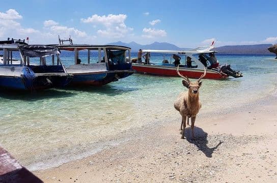 north-bali-menjangan-getaway