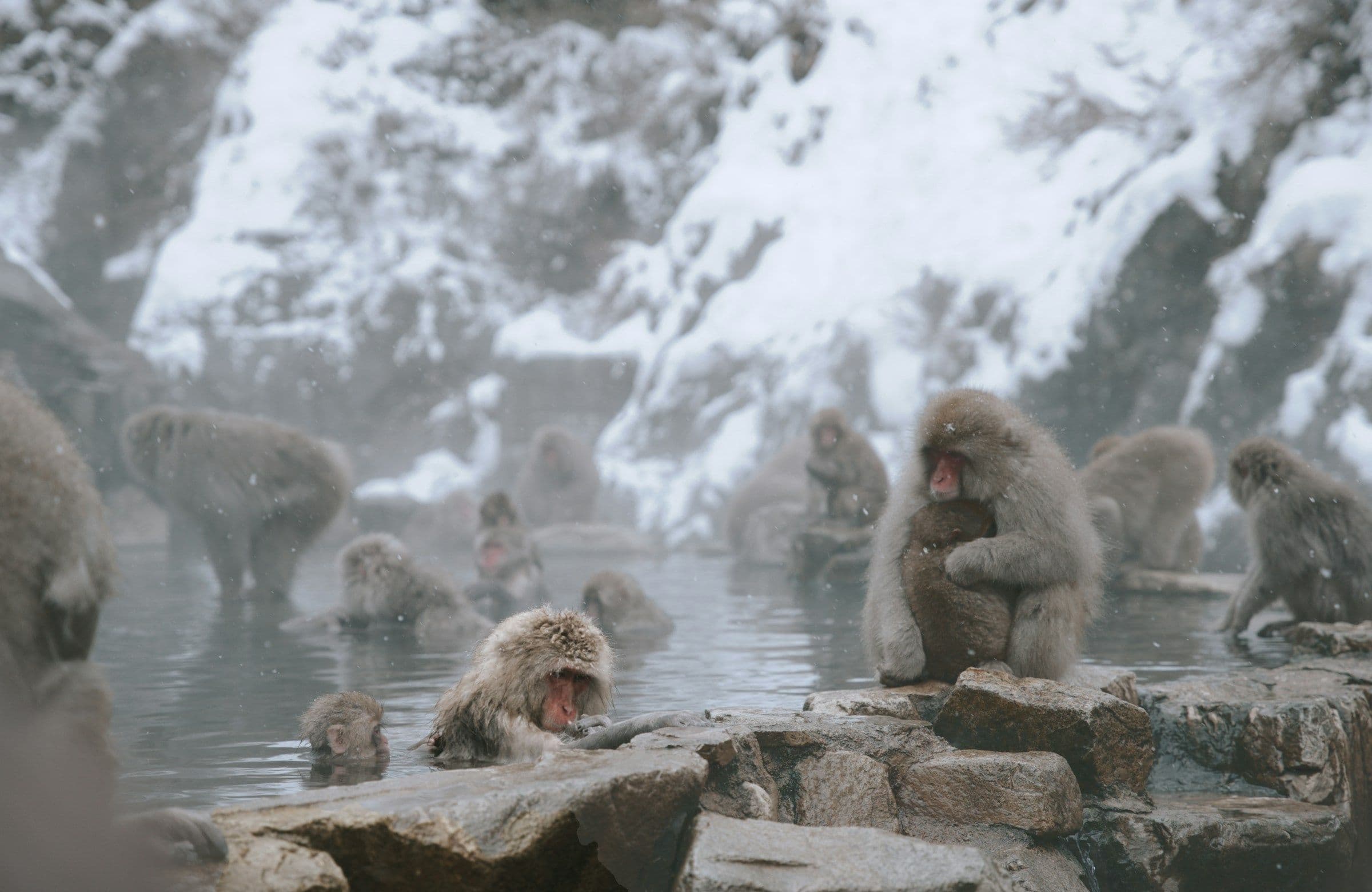 Voyage au Japon – Les singes de Jigokudani