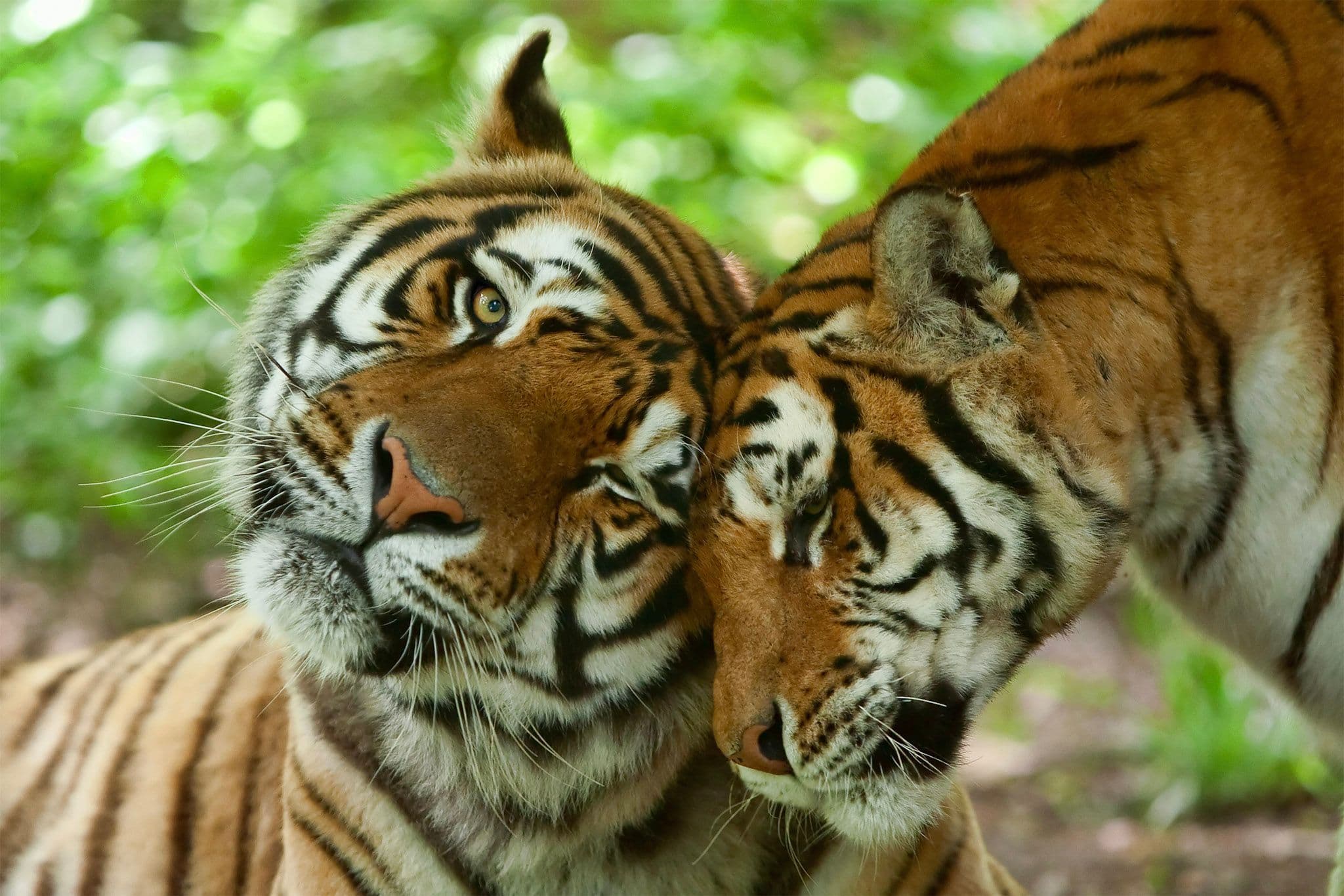 Wildlife-Tigers-Couple-Love-India