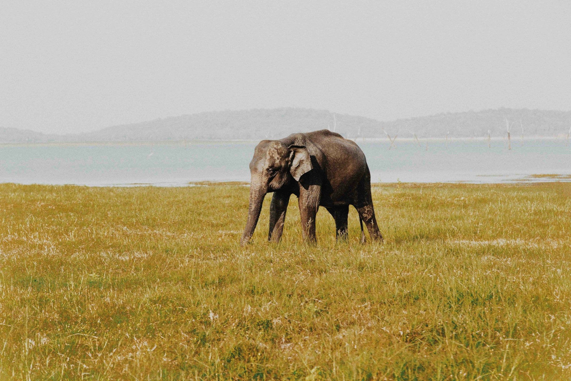 Voyage au Sri Lanka - Parc naturel avec des éléphants