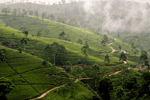 joy-ride-sri-lankas-tea-plantations.htm