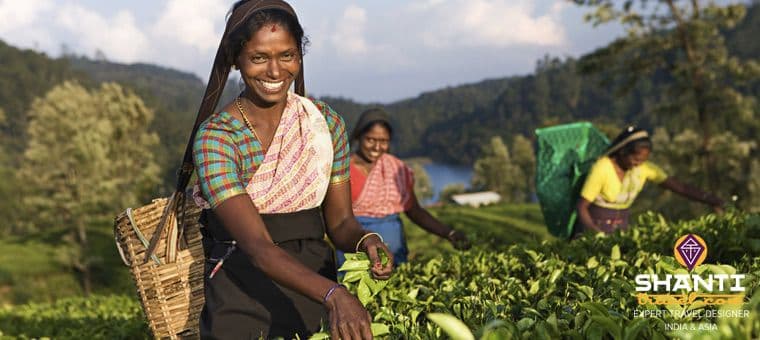 le-sri-lanka-autrement-un-voyage-hors-saison.htm