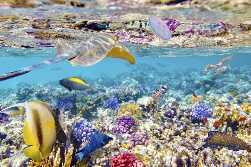 ou-plonger-philippines.htm