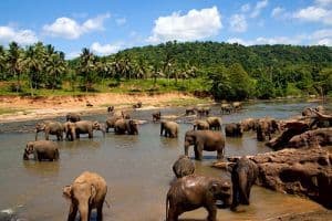 randonnees-treks-sri-lanka-escapade-nature.htm