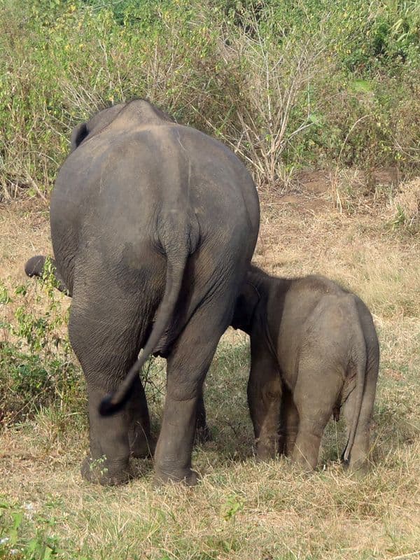 voyage-au-sri-lanka-un-safari-uda-walawe.htm