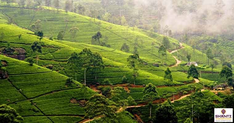 visit-nuwara-eliya-in-spring-bespoke-holiday-in-sri-lanka.htm