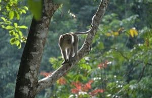 10 bonnes raison de visiter Sumatra