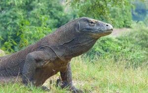 Les 5 activités incontournables de Komodo