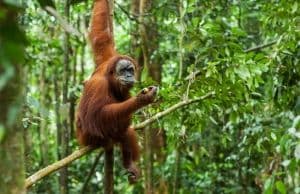 Les animaux à Sumatra