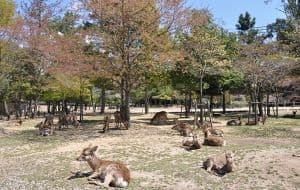 Les animaux emblématiques du Japon