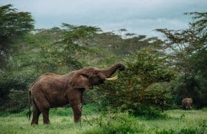 Les animaux en Thaïlande